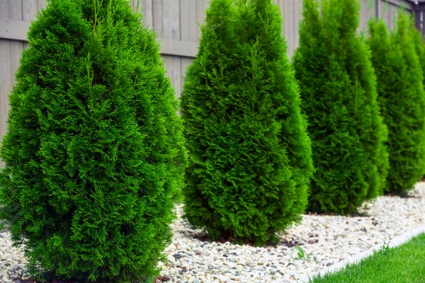 Arborvitae Planting in Mckinney