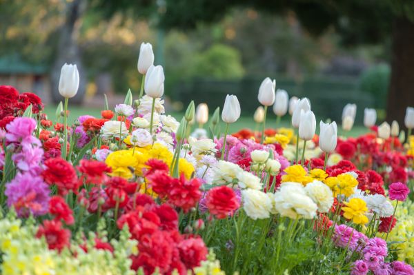 Gardening Service in Mckinney