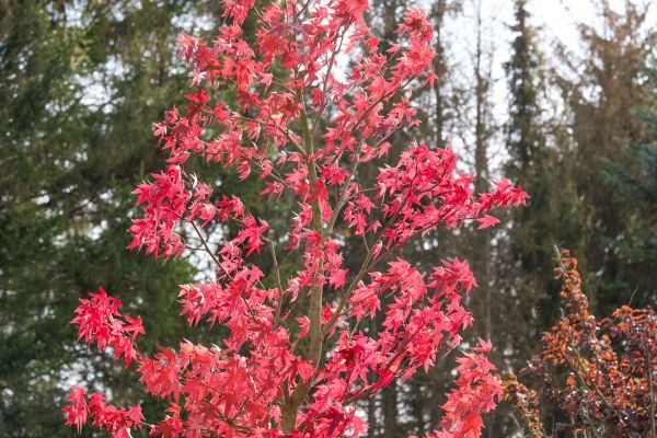Japanese Maple Planting in Mckinney