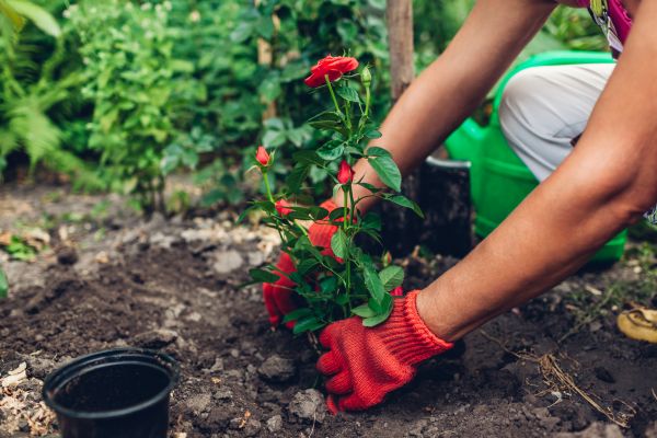 Planting Service in Mckinney