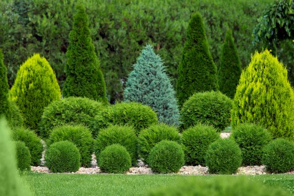 Shrub Installation in Mckinney