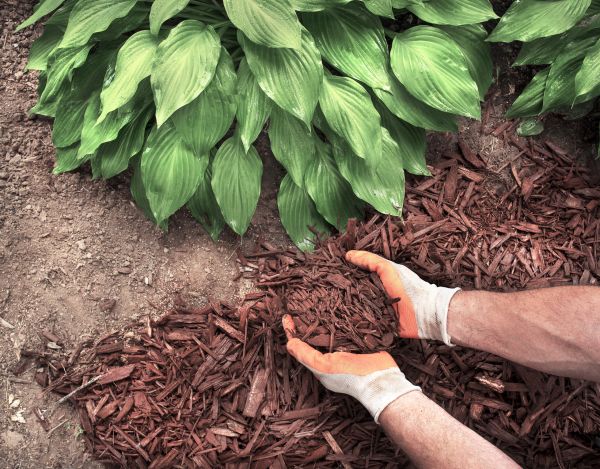 Shredded Mulch Service in Mckinney