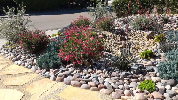 Xeriscape Landscaping in Mckinney