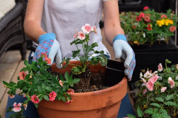 Plant Care Service in Mckinney