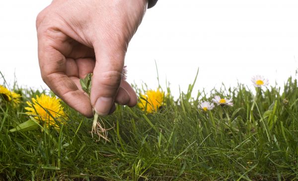 Lawn Weeding in Mckinney