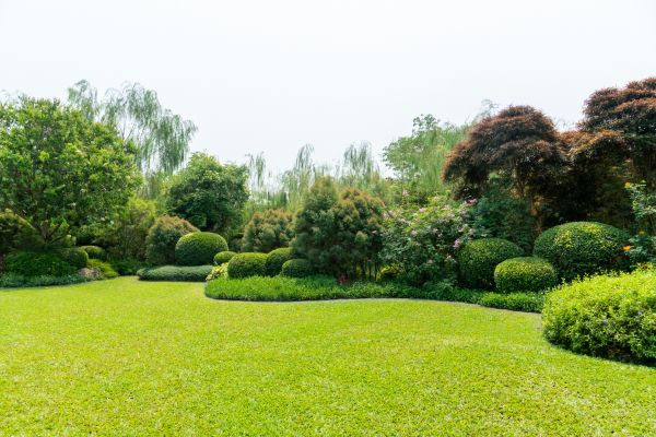 Tree Landscaping in Mckinney