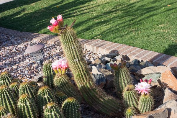Desert Landscaping in Mckinney