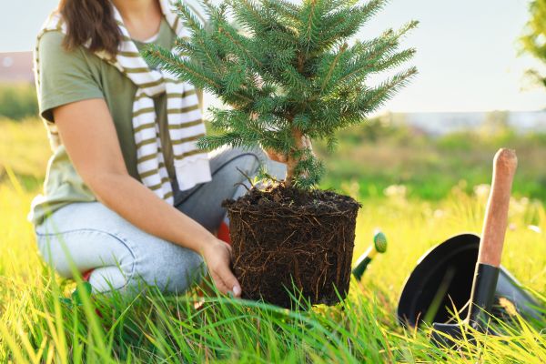Spruce Tree Planting in Mckinney