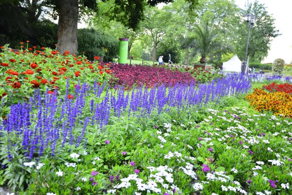 Perennials Planting in Mckinney