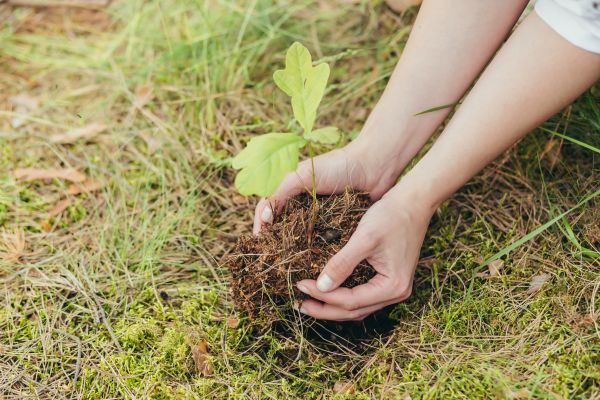 Oak Tree Planting in Mckinney