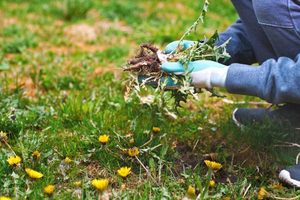 Flower Bed Clearing in Mckinney