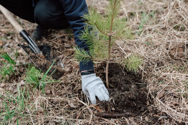 Pine Tree Planting in Mckinney