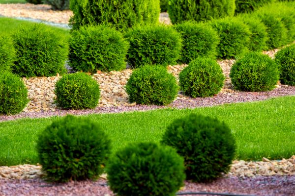 Bush Replacement in Mckinney