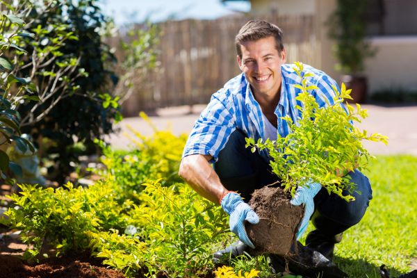 Shrub Landscaping in Mckinney