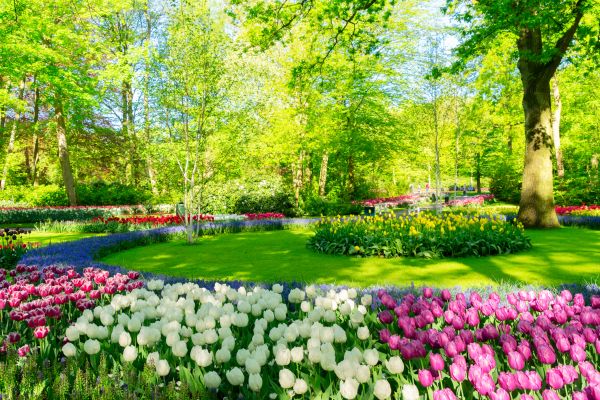 Flower Landscaping in Mckinney