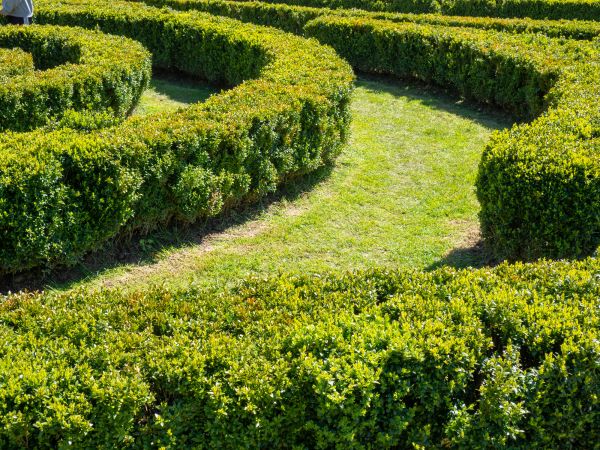 Bush Landscaping in Mckinney