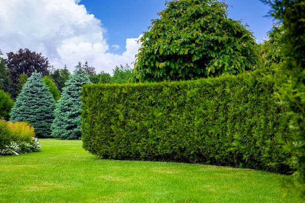 Hedge Landscaping in Mckinney