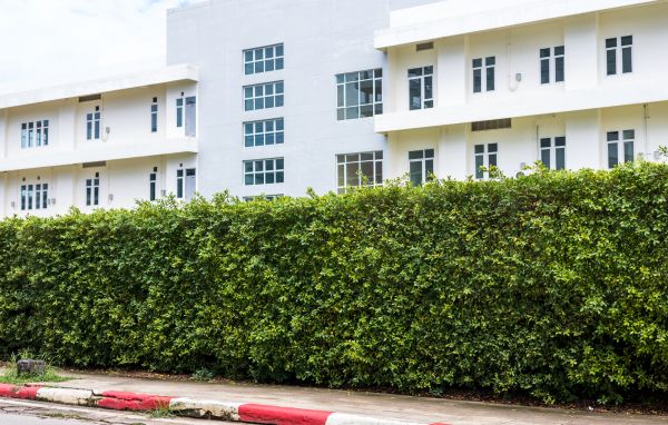 Privacy Landscaping in Mckinney