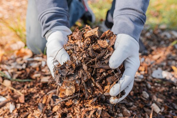 Shredded Mulch Installation in Mckinney