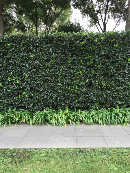 Privacy Shrub Planting in Mckinney