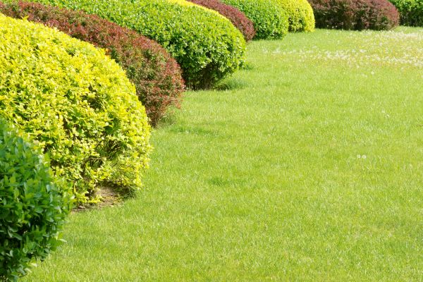 Shrubbery Planting in Mckinney
