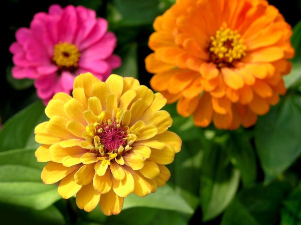 Zinnia Planting in Mckinney