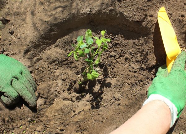 Rose Bush Planting in Mckinney