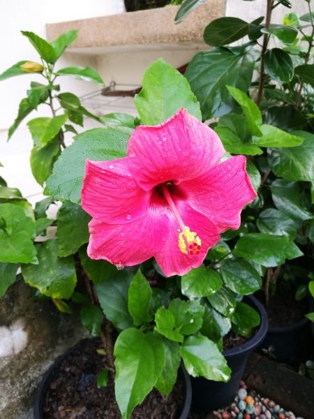Hibiscus Planting in Mckinney
