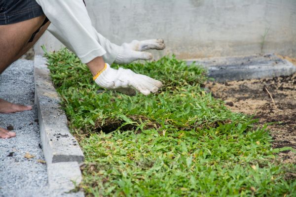 Ground Cover Planting in Mckinney