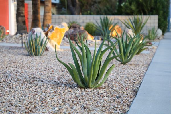 Drought Resistant Landscaping in Mckinney
