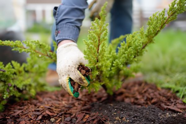 Church Mulching in Mckinney