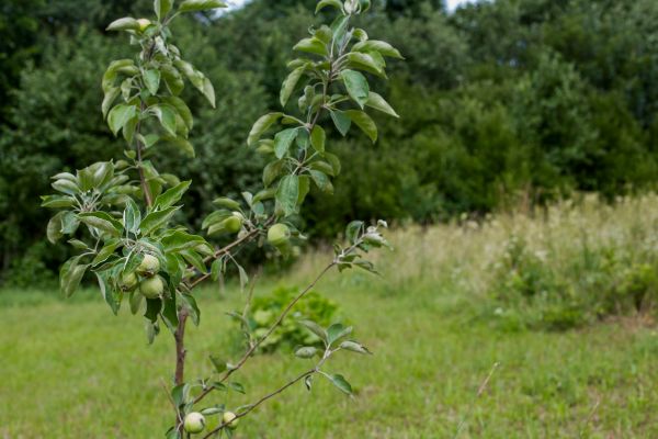 Apple Tree Planting in Mckinney